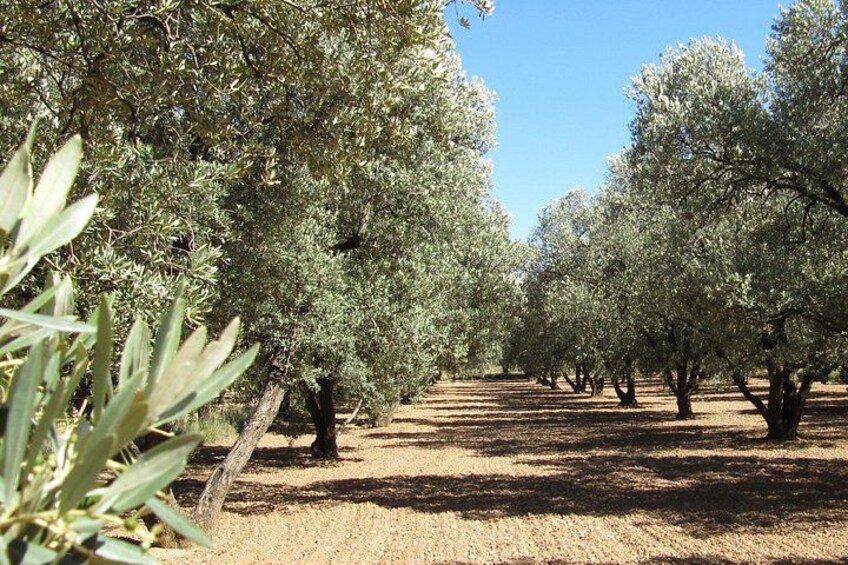 An olive grove with rows of trees and a clear sky. 1