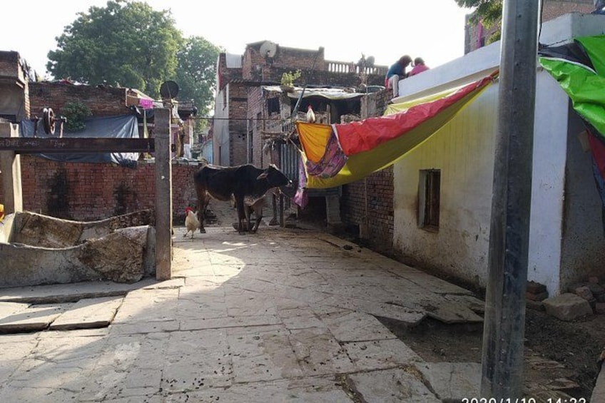 A narrow alleyway with a cow and a chicken, brick walls, and a colorful cloth hanging. 3