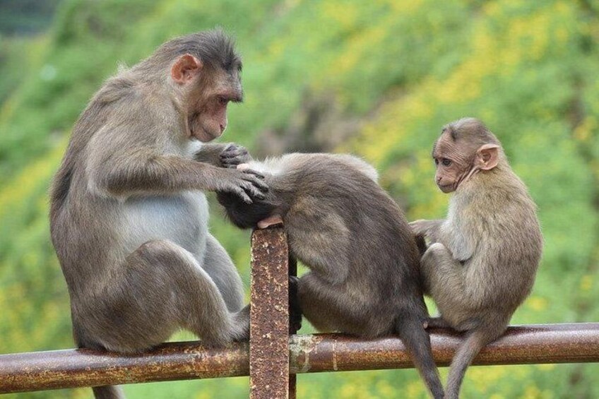 Monkey in Lonavala 4
