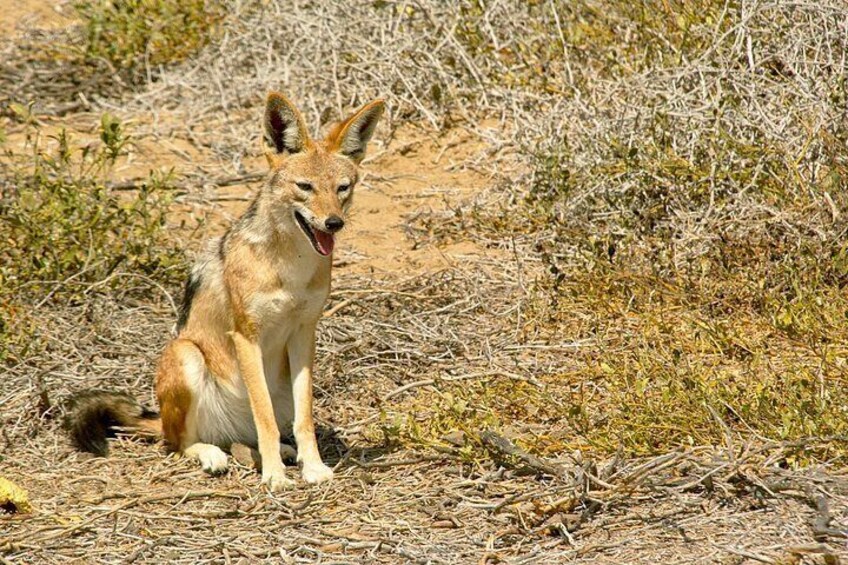 A coyote sitting on dry ground with sparse vegetation. 4