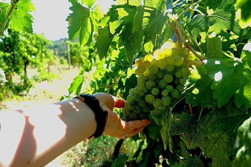 Private Wine & Evo oil tasting with Truffle Meal 2