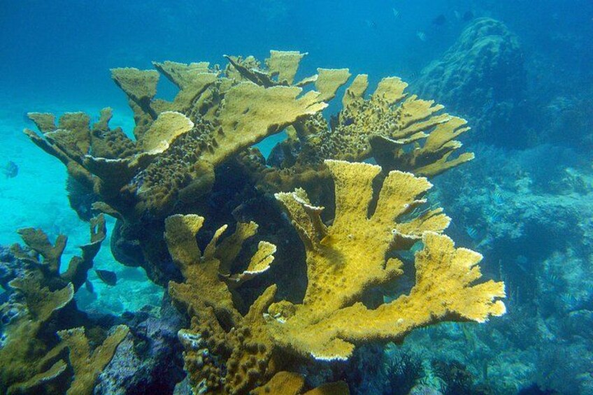 Key Largo Snorkeling Tour with Mask plus Fins and Vest Included 4