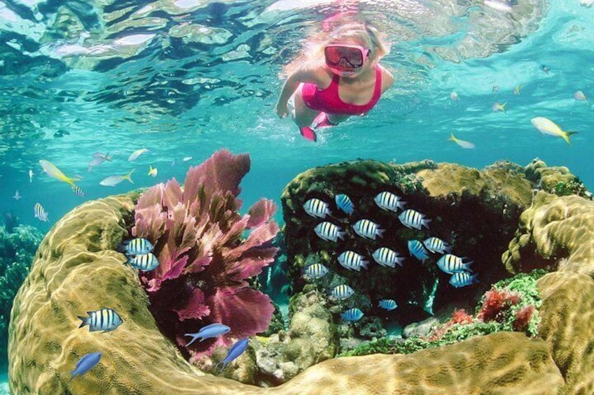 Una scena subacquea con una persona che fa snorkeling, circondata da coralli colorati e pesci. 3
