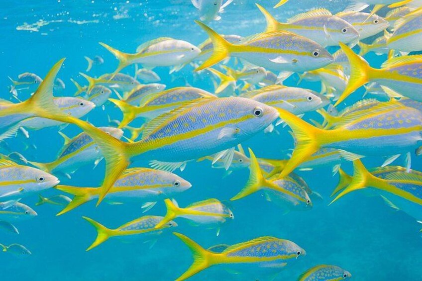 Key Largo Snorkeling Tour with Mask plus Fins and Vest Included 3