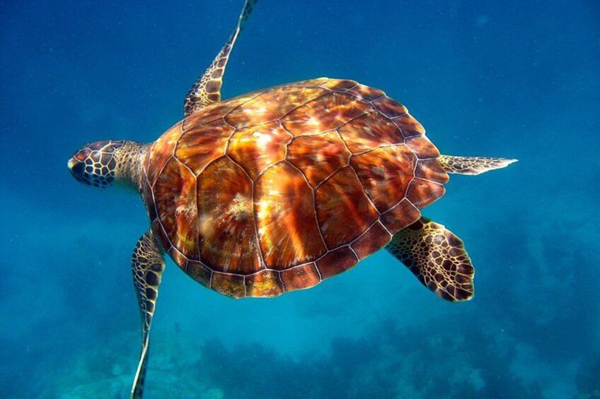 Key Largo Snorkeling Tour with Mask plus Fins and Vest Included 2