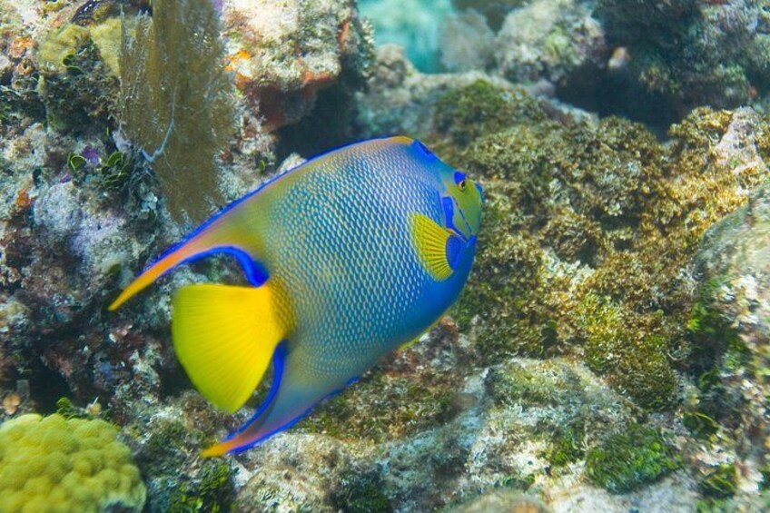 Key Largo Snorkeling Tour with Mask plus Fins and Vest Included 3