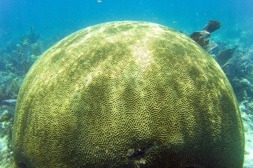 Key Largo Snorkeling Tour with Mask plus Fins and Vest Included 2