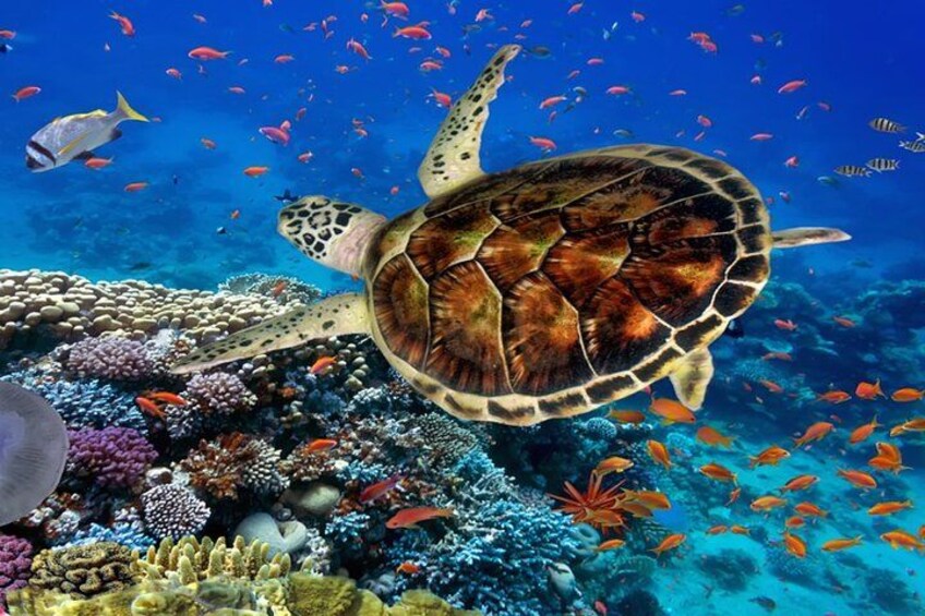 Una tartaruga marina nuota tra barriere coralline colorate e banchi di pesci. 2