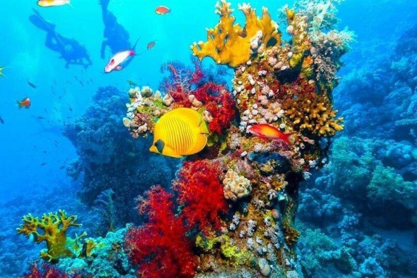 Ras Mohammed Diving Day Trip from Sharm el-Sheikh 1