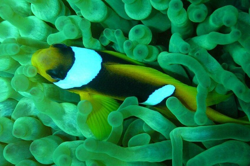 Blue Hole - Abu Galum -Blue Lagoon Snorkeling Trip From Dahab 5