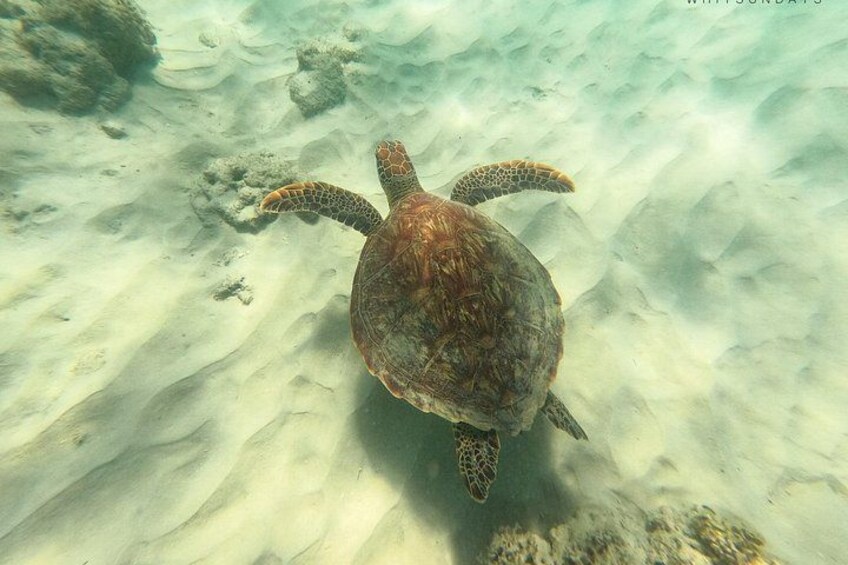 Turtle 4