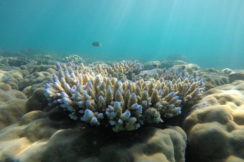 An underwater coral reef with a fish swimming nearby. 3