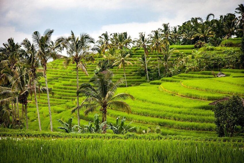 Terraced rice fields, palm trees, and lush greenery. 5