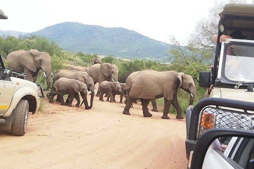 Kruger National Park 3 Days 2 Nights Classic Safari from Johannesburg Private