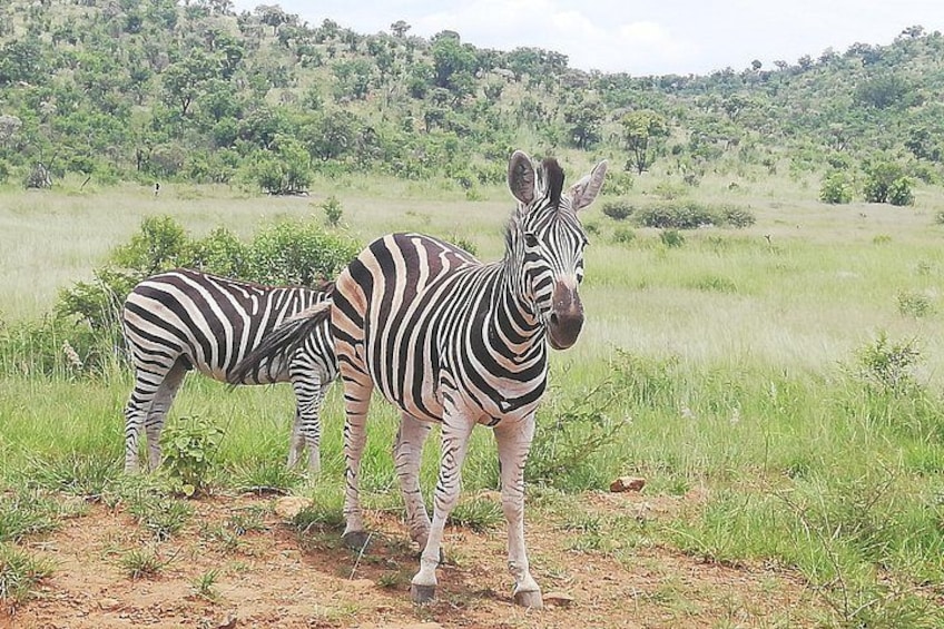 Two zebras standing in a grassy field with a hilly landscape in the background. 4