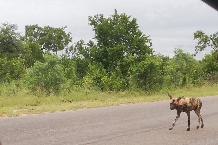 A wild animal on a road with trees and greenery in the background. 2