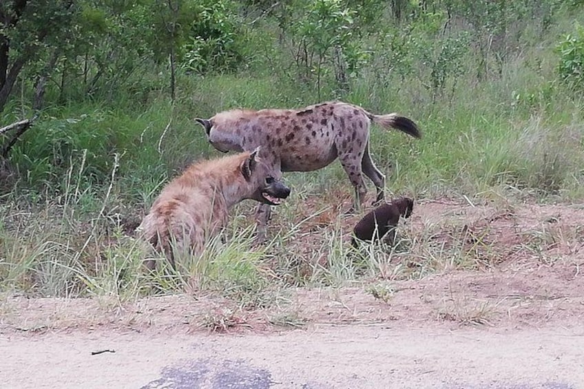 A hyena in a grassy area with trees in the background. 3
