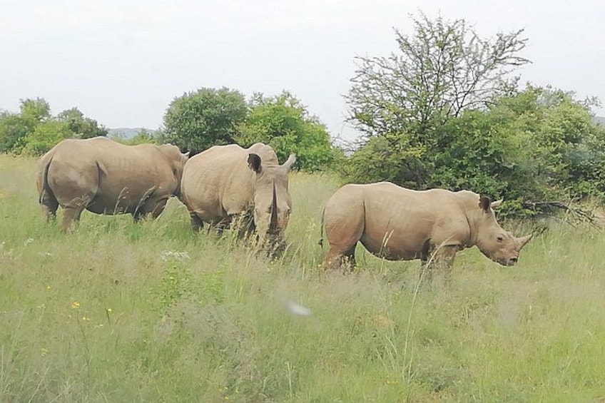 Three rhinos in a grassy field with trees in the background. 5