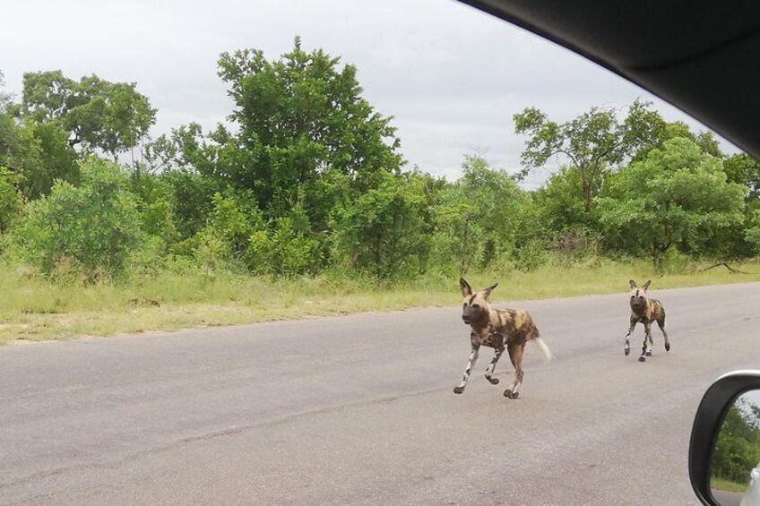 One day Kruger National Park tour Private