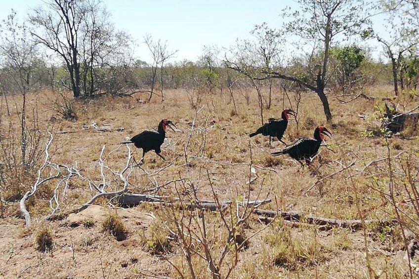 One day Kruger National Park tour Private