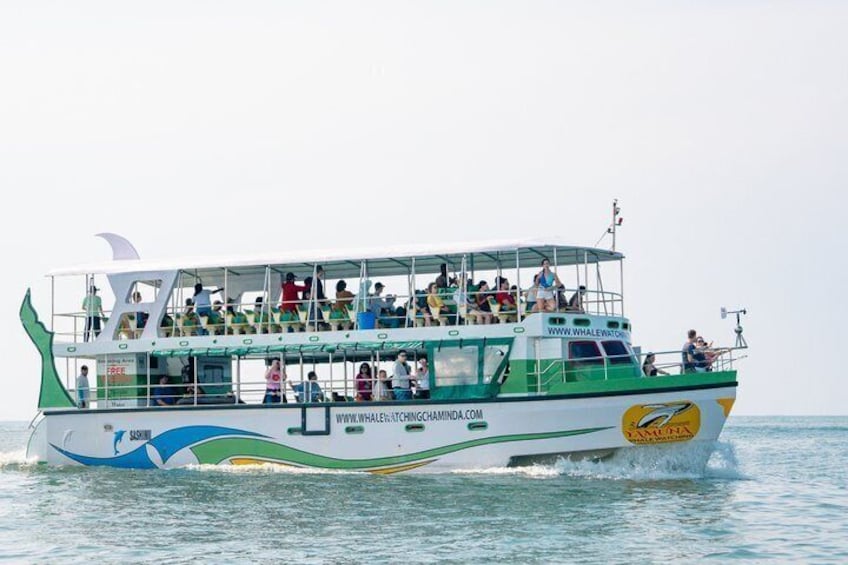 Whales and Dolphins Watching-Luxury Super Grade Cruiser(Hotel Pick up offered) 2