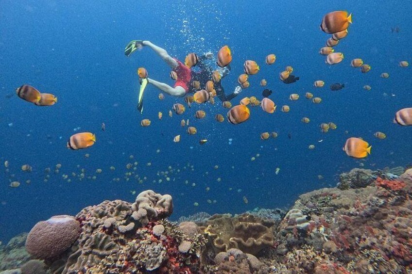 Un buceador nada entre peces de colores en un arrecife de coral. 3