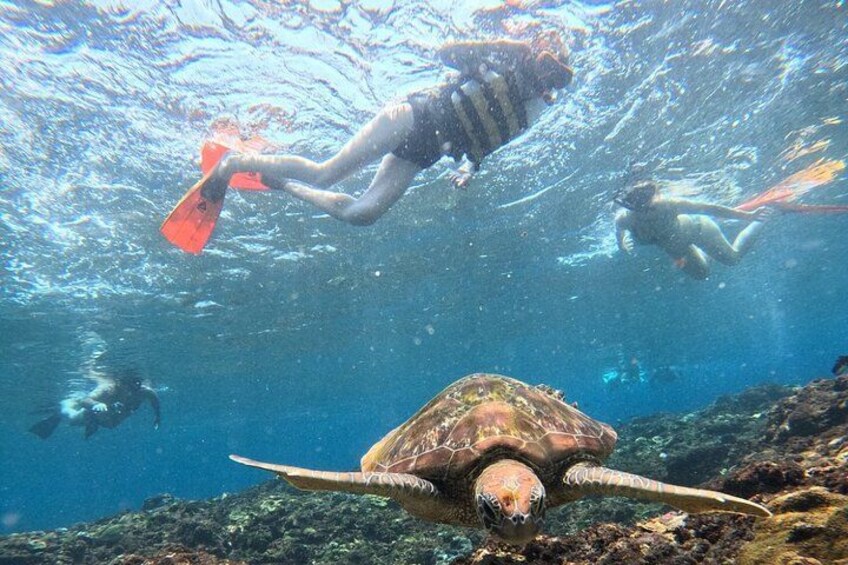 A sea turtle swimming underwater with divers in the background. 3