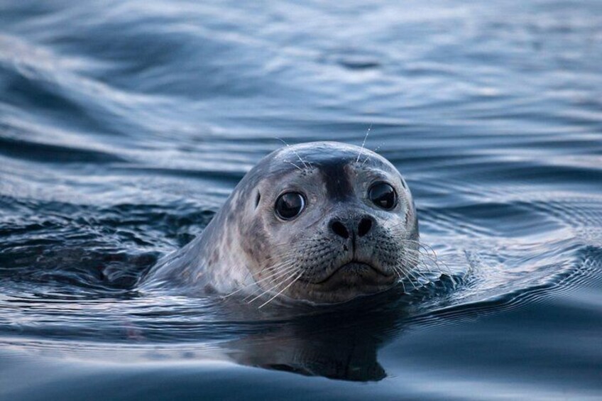 One of our many seal friends 2