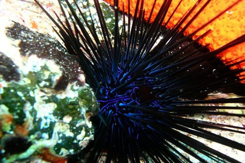 Lets Go Diving with pickup from hotel 2