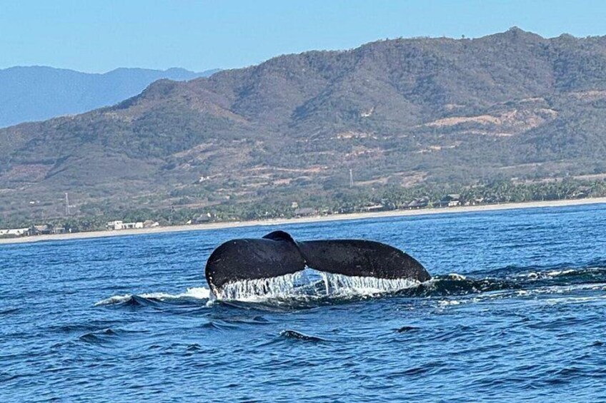 Dolphin Watching 4
