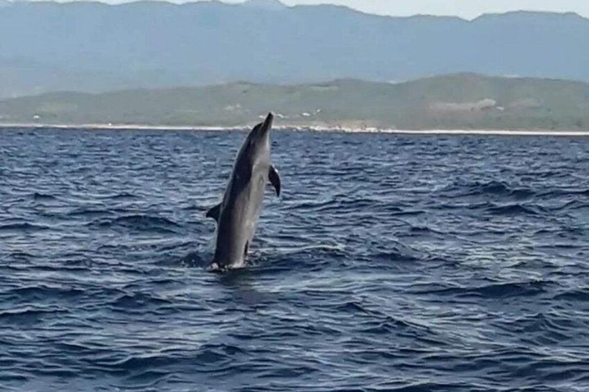 Dolphin Watching 5