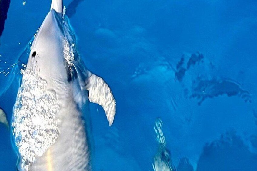 Dolphin Watching 3