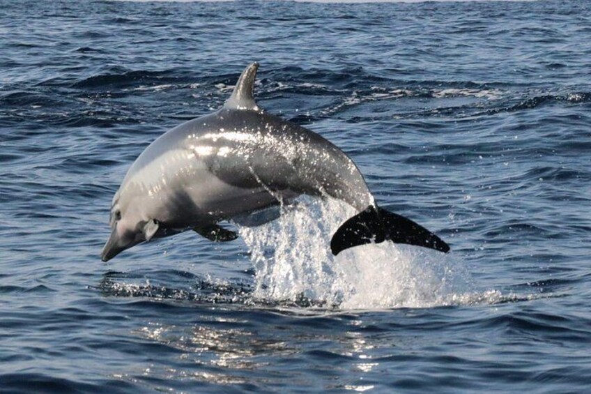 Dolphin Watching 1
