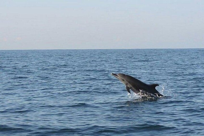 Dolphin Watching 2