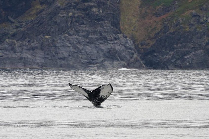 Silent Whale Watching by Hybrid-Electric Boat from Tromsø 2