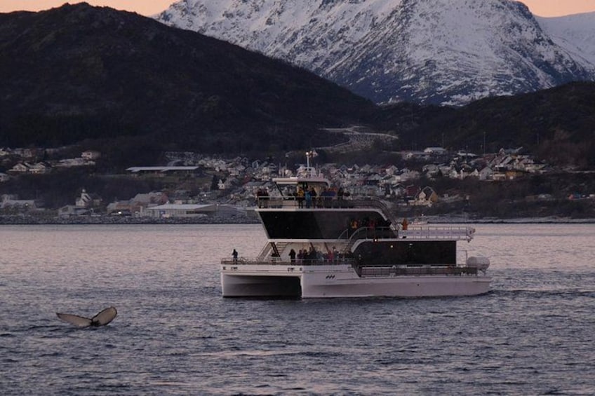 A boat with passengers, a bird flying near the water, and a snowy mountain in the background. 3