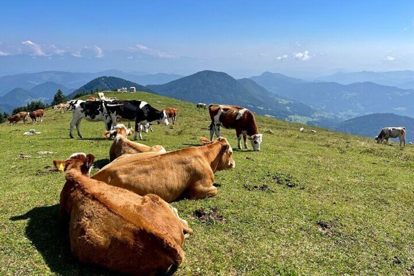 View from the top of Blegos, where cows enjoy themselves under the sun. 