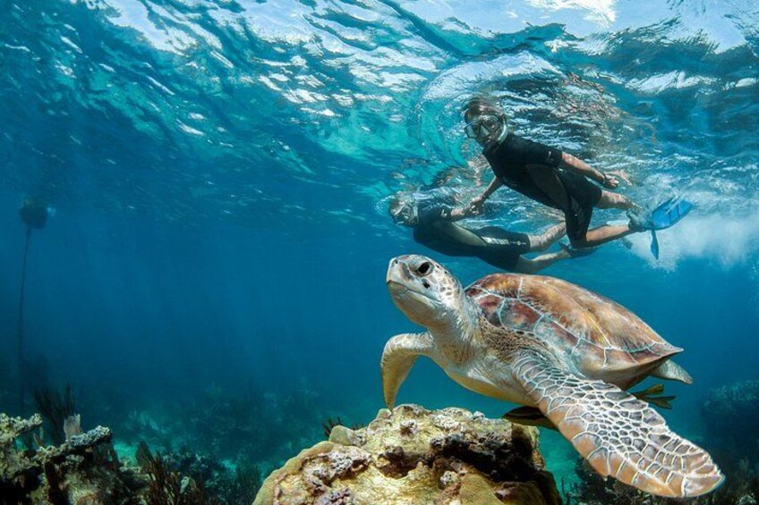A diver and a sea turtle underwater. 1