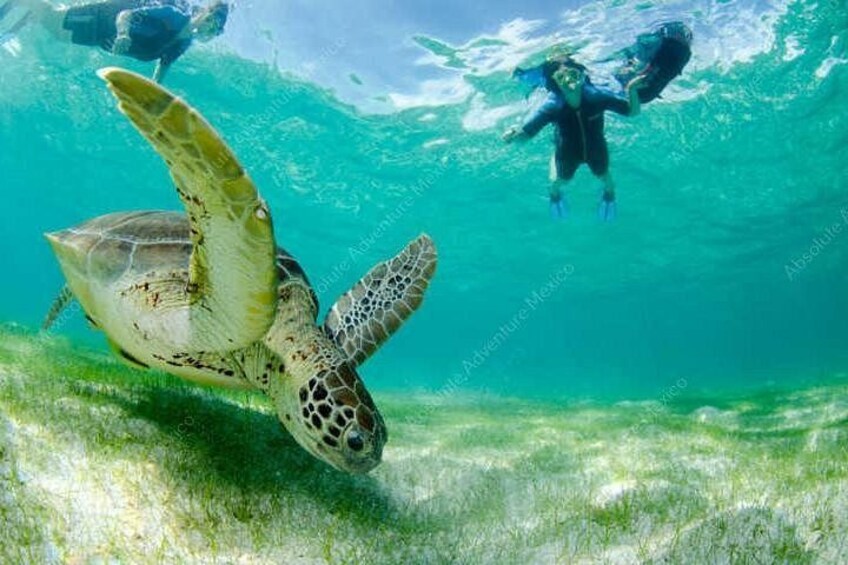 A sea turtle swimming underwater with divers in the background. 2