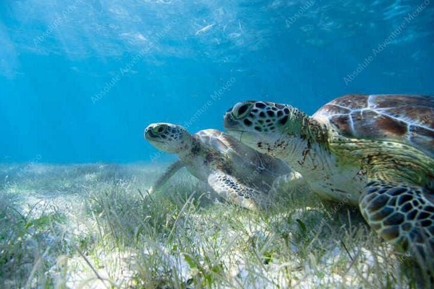 A sea turtle swimming underwater with grass on the ocean floor. 4