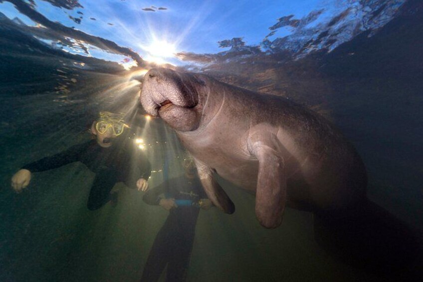 Een man onderwater met een grote zeekoe, zonlicht dat door het water schijnt. 3