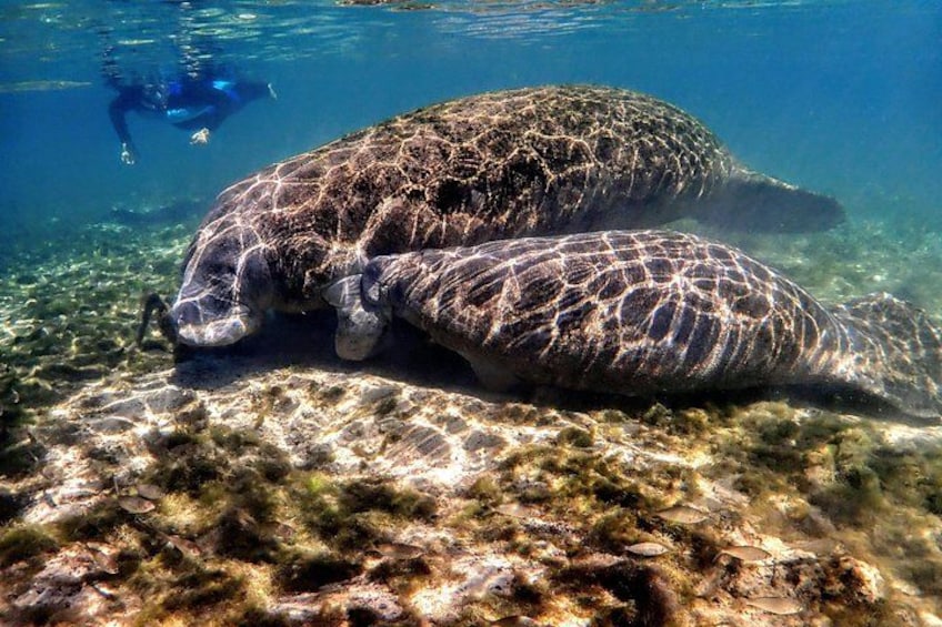Twee zeeschildpadden rusten op een rotsachtig oppervlak onder water, met helder water. 4