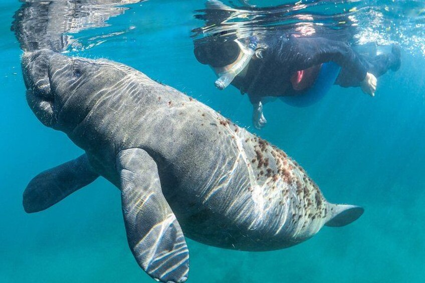 Een zeekoe zwemt onder water met een snorkelaar. 2
