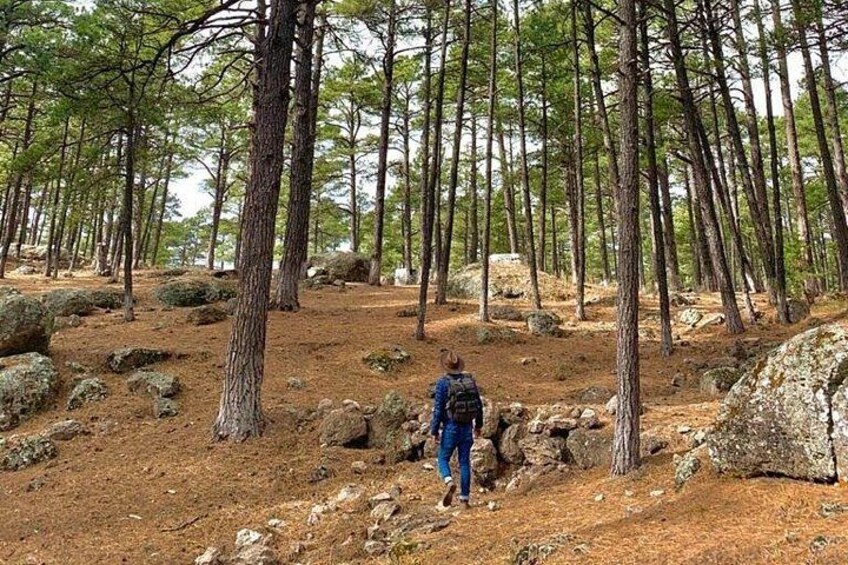 Une personne qui fait de la randonnée dans une forêt de pins, parsemée de rochers. 5