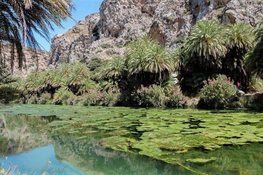 A clear pond with lily pads, surrounded by palm trees and rocky cliffs. 2