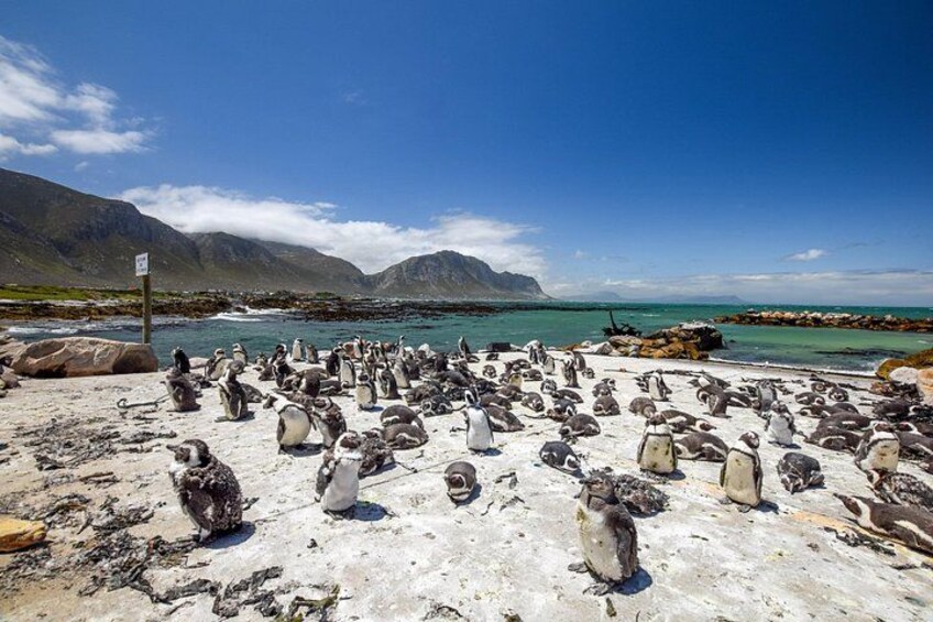 Stony Point penguins 3