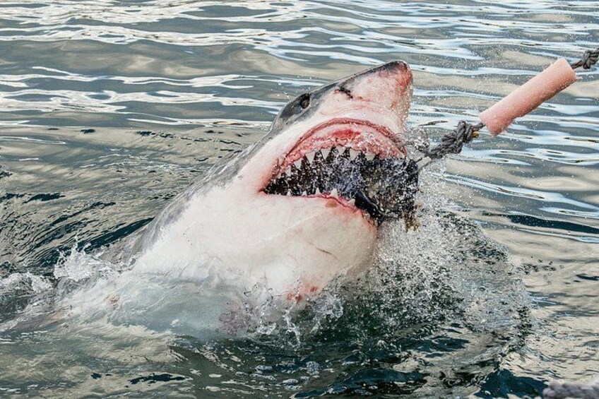 great white shark cage diving Cape Town private tour 1