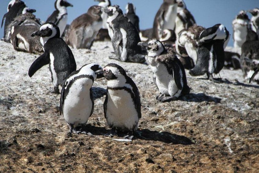 Cape Town: Shark Cage Diving & Penguins Tour to Gansbaai with private transfers 2