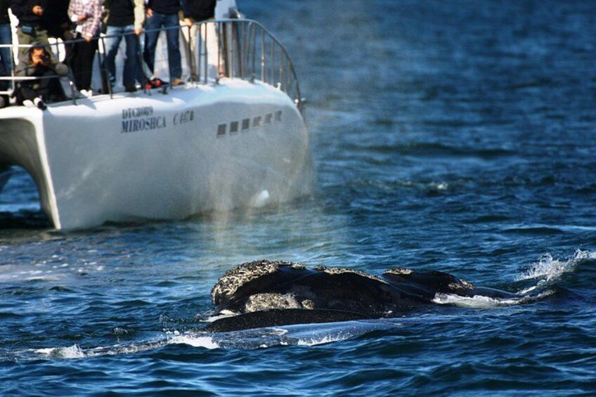 Cape Town boat based whale watching 3