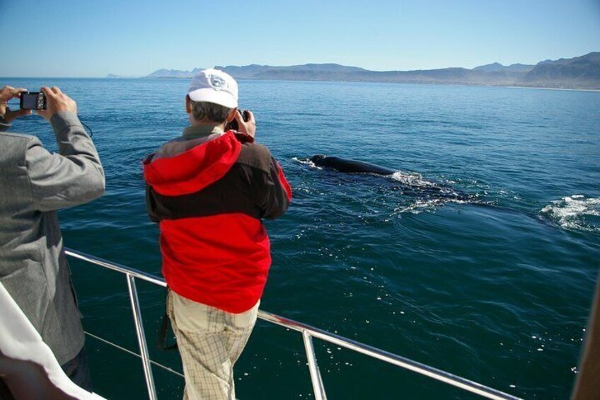 A person in a red jacket taking a photo of a whale in the ocean. 1